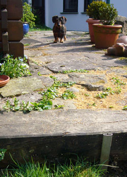 Dackel, Freund des Beagles